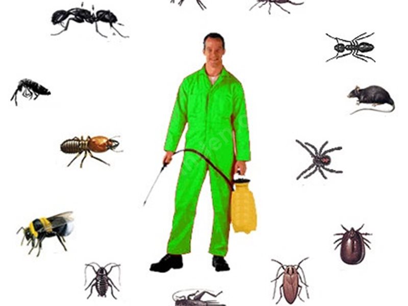 Etimesgut Böcek İlaçlama